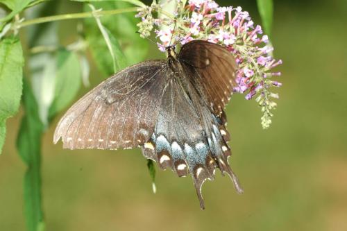 butterflies 05 032