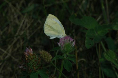 butterflies 05 034