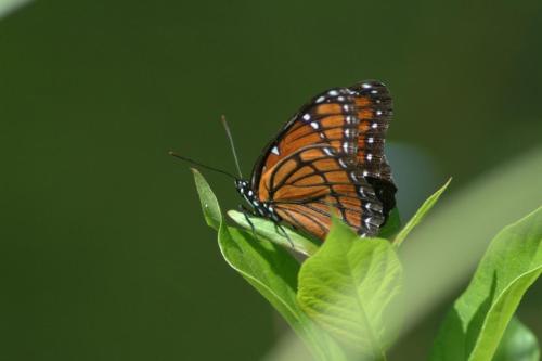 butterflies  hawk05 2 001