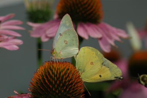 butterflies  hawk05 2 007