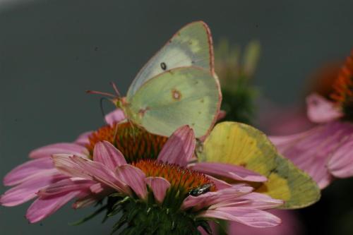 butterflies  hawk05 2 008