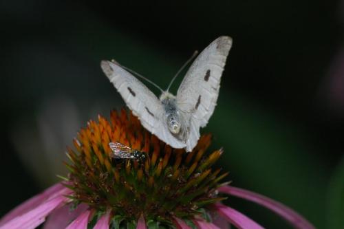 butterflies  hawk05 2 009