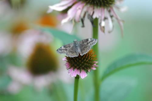 butterflies  hawk05 2 010