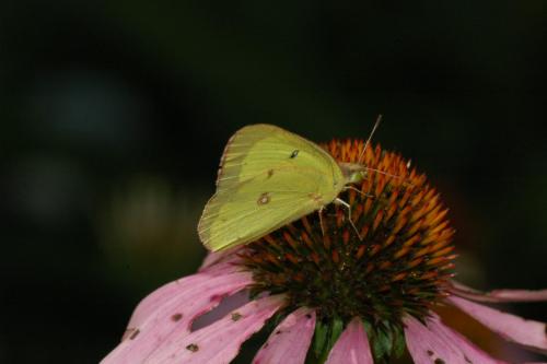 butterflies  hawk05 2 011