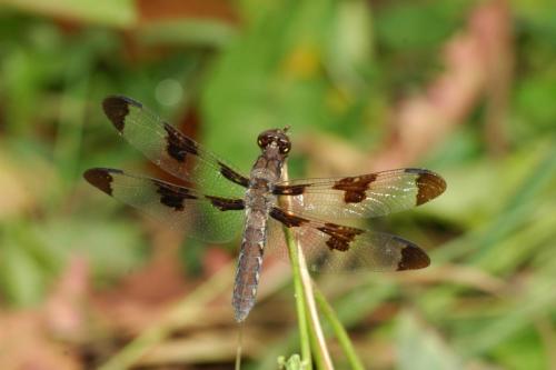 butterflies  hawk05 2 020