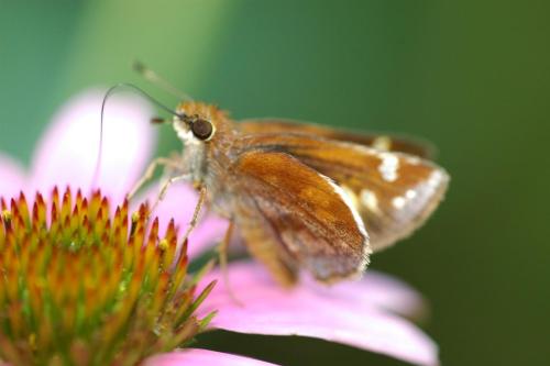 butterflies  hawk05 2 028