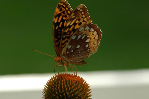 butterflies  hawk05 2 031