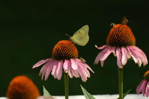 butterflies  hawk05 2 032