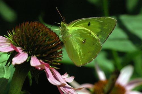 butterflies  hawk05 2 033