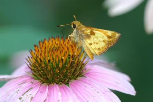 butterflies  hawk05 2 036