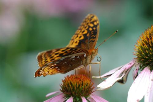 butterflies  hawk05 2 037