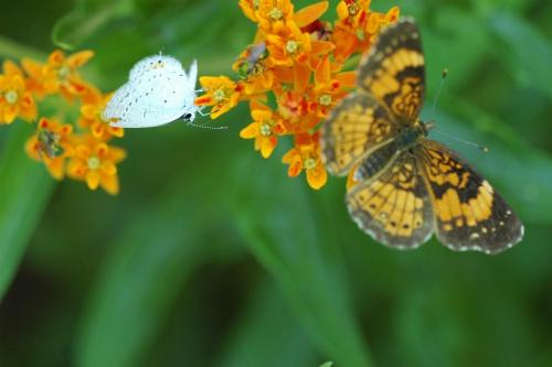 butterflies  hawk05 2 040