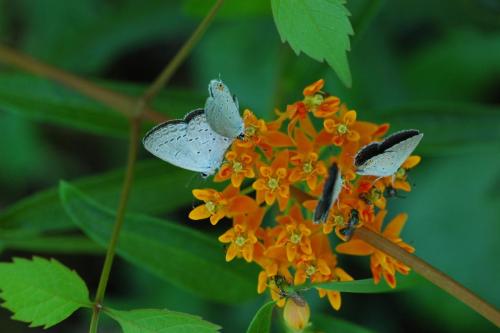 butterflies  hawk05 2 041