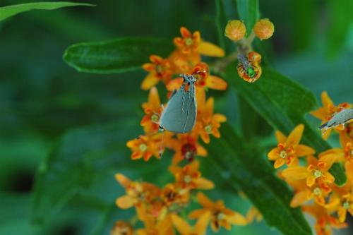 butterflies  hawk05 2 043