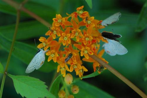 butterflies  hawk05 2 044