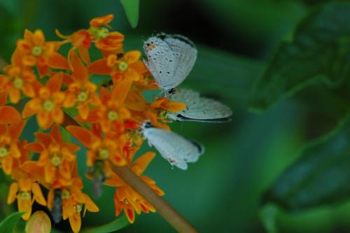 butterflies  hawk05 2 045