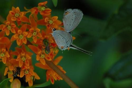 butterflies  hawk05 2 046