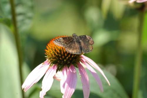 butterflies  hawk05 2 047