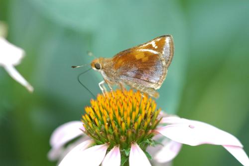 butterflies  hawk05 2 049