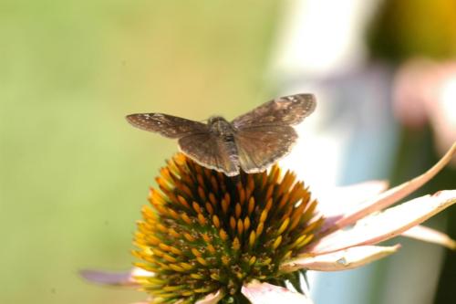 butterflies  hawk05 2 052