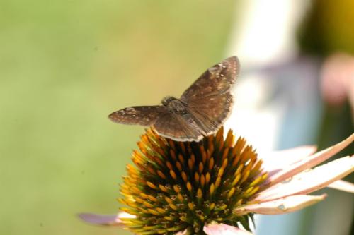 butterflies  hawk05 2 053