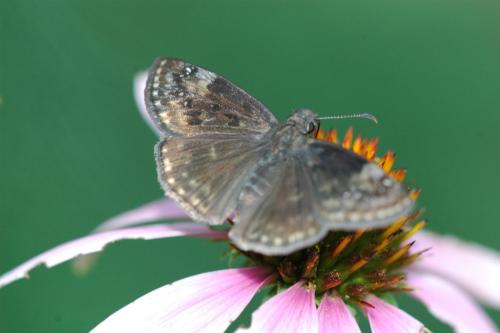 butterflies  hawk05 2 054