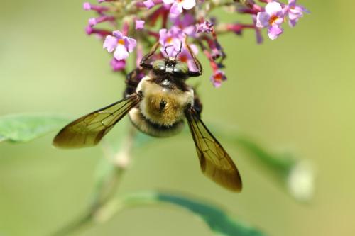 butterflies  hawk05 2 055