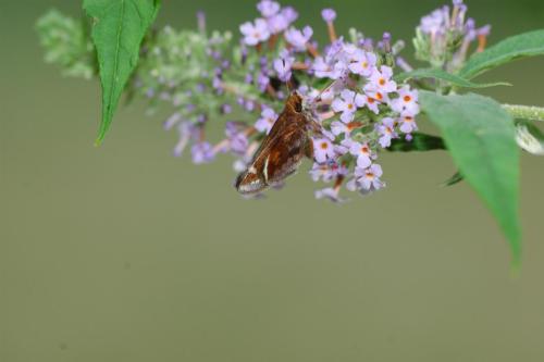 butterflies  hawk05 2 061