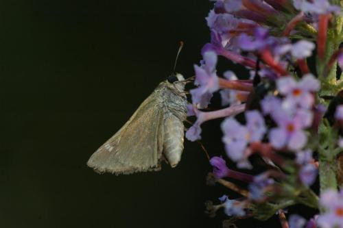 butterflies  hawk05 2 064