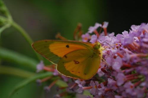 butterflies  hawk05 2 065