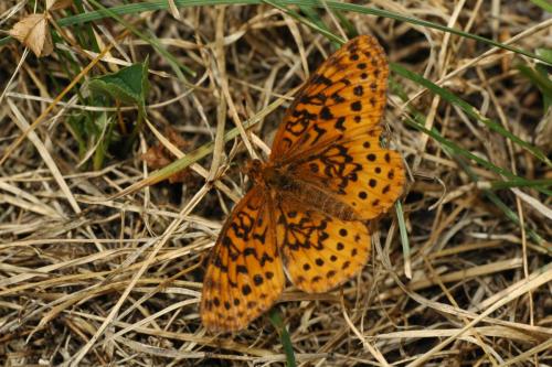 butterflies  hawk05 2 066