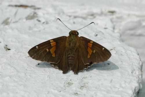 butterflies  hawk05 2 067