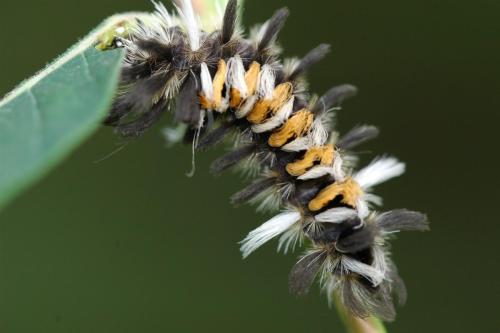 butterflies  hawk05 2 070