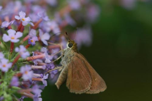 butterflies  hawk05 2 071