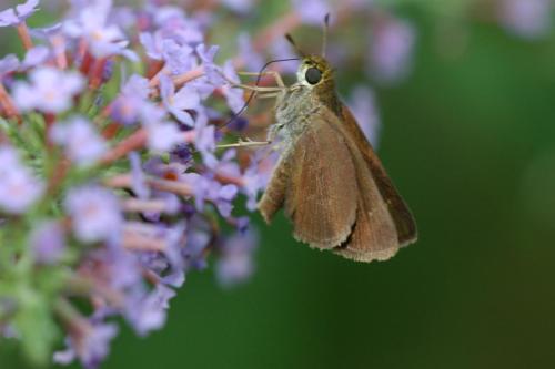 butterflies  hawk05 2 072