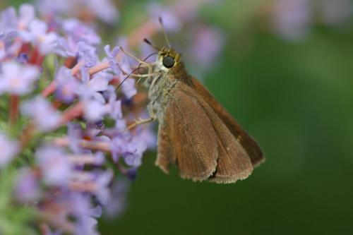 butterflies  hawk05 2 073