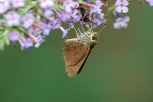 butterflies  hawk05 2 074