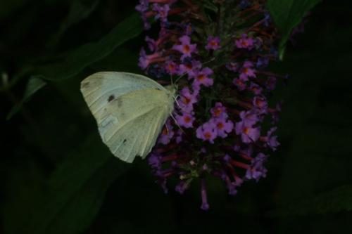 butterflies  hawk05 2 075