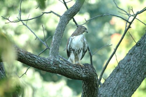 butterflies  hawk05 2 078