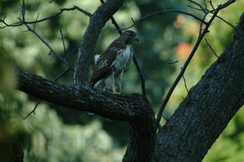 butterflies  hawk05 2 079