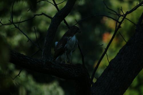 butterflies  hawk05 2 080