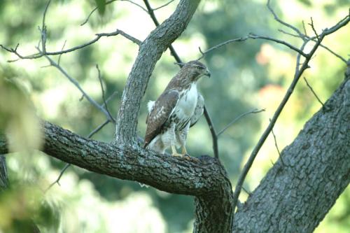 butterflies  hawk05 2 081