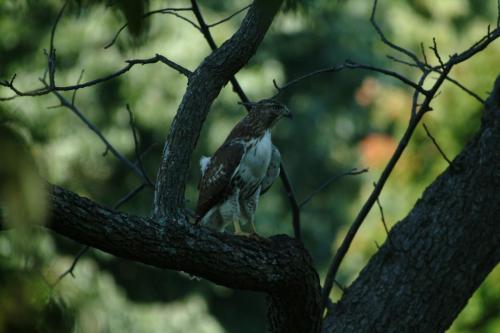 butterflies  hawk05 2 082