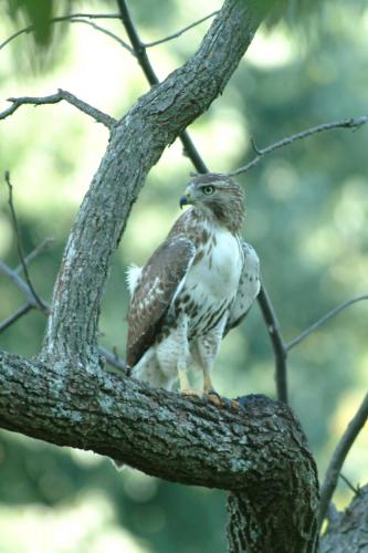 butterflies  hawk05 2 083