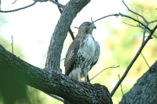 butterflies  hawk05 2 084