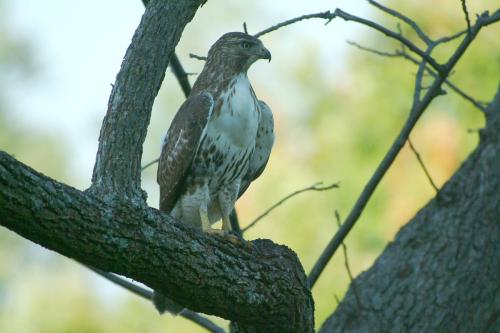 butterflies  hawk05 2 085