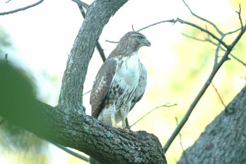 butterflies  hawk05 2 086