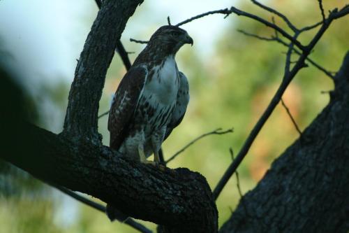 butterflies  hawk05 2 087