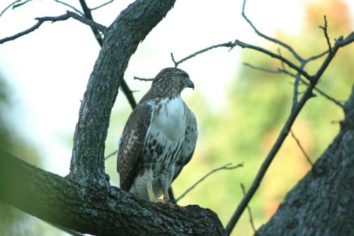 butterflies  hawk05 2 089