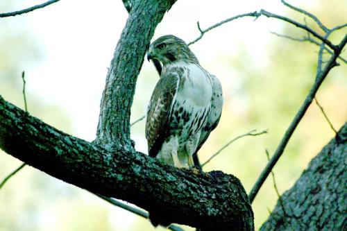 butterflies  hawk05 2 090